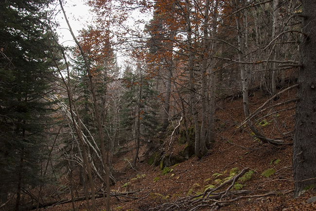 Bosque de hayas - Ibonet de Batisielles