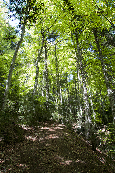 Bosque de hayas - Subida al Pico Cúculo
