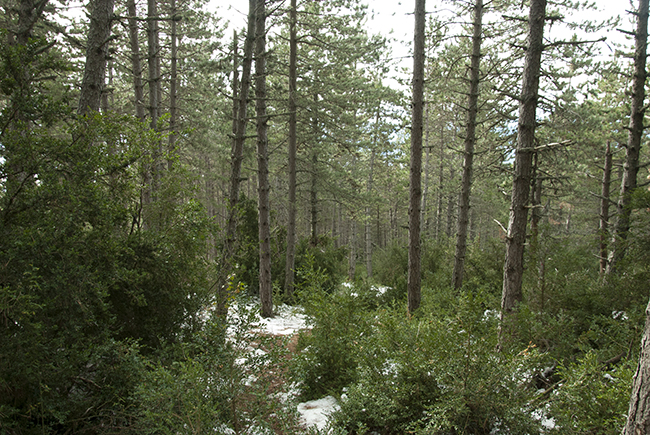 Bosque de pinos bajando del Pico Pusilibro - Sierra de Loarre