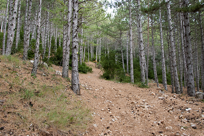 Bosque en la sierra de Loarre - Pico Pusilibro